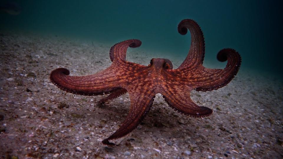 The octopus captures Foster's attention, because she finds clever ways to defend herself from sharks and adapt to her surroundings.