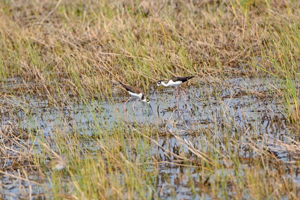 Rio Grande Valley, Texas