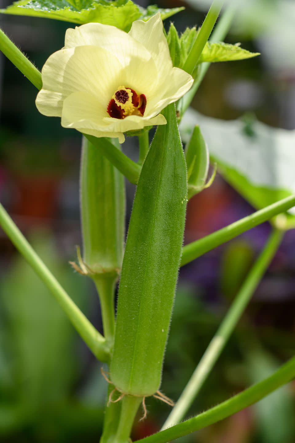 5) How to Grow Okra in a Container