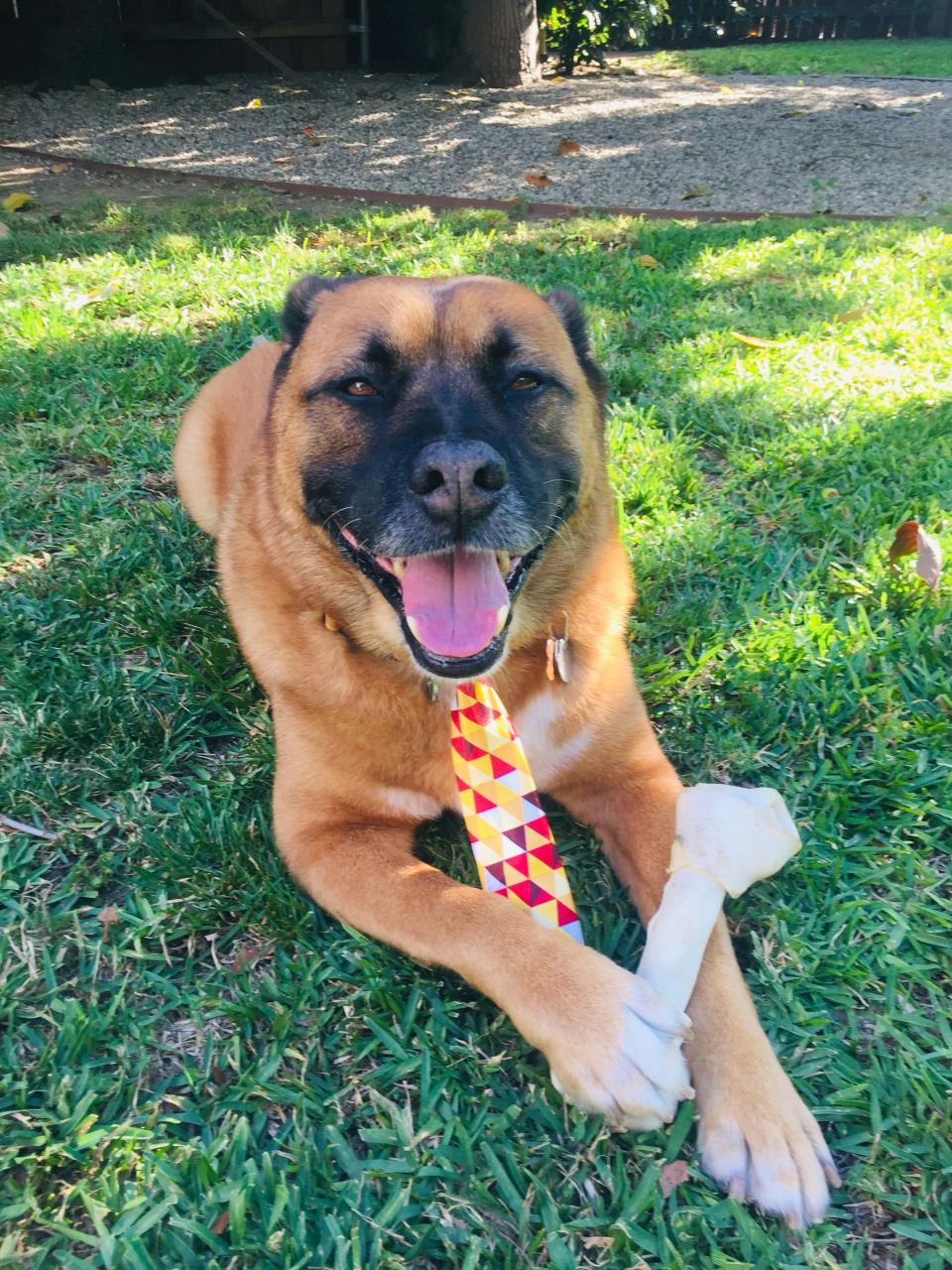 Bradley Bear of Los Angeles enjoys a bone.