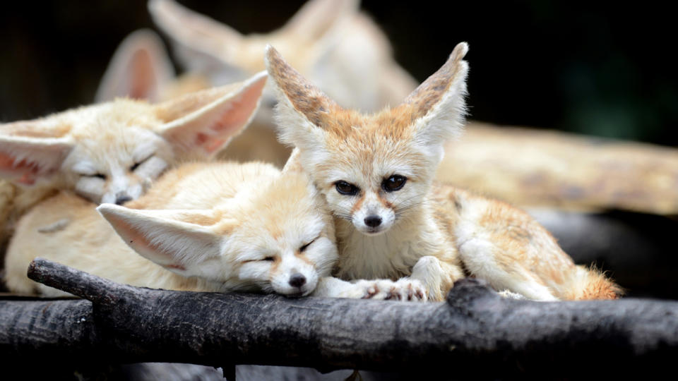 fennec fox