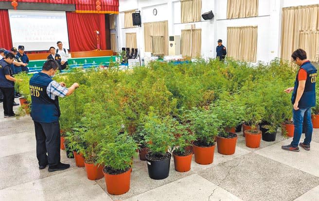 屏東警方在竹田鄉一處農舍，查獲大麻種植製造工廠，起出524株大麻植株及成品，市價超過2億元。（潘建志攝）