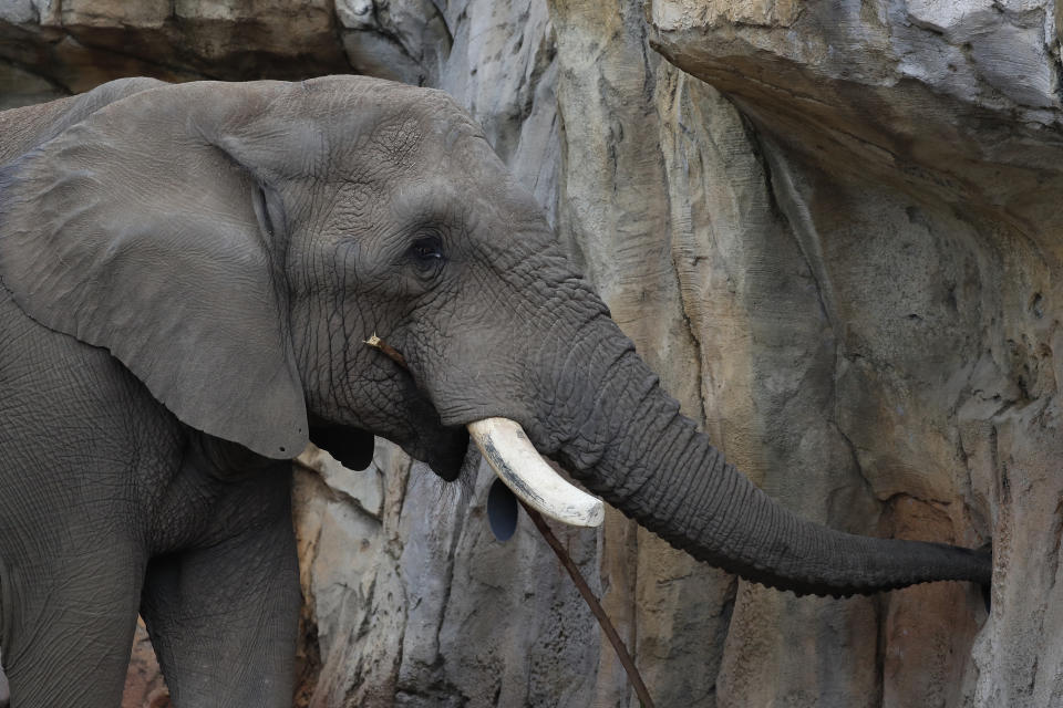 Mabhulane (Mabu) is seen in his open roaming area of the Fresno Chaffee Zoo in Fresno, Calif., Jan. 19, 2023. A community in the heart of California's farm belt has been drawn into a growing global debate over whether elephants should be in zoos. In recent years, some larger zoos have phased out elephant exhibits, but the Fresno Chaffee Zoo has gone in another direction, updating its Africa exhibit and collaborating with the Association of Zoos and Aquariums on breeding. (AP Photo/Gary Kazanjian)