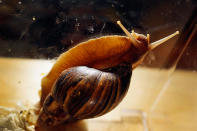 MIAMI, FL - SEPTEMBER 15: A Giant African land snail is seen as the Florida Department of Agriculture and Consumer Services announces it has positively identified a population of the invasive species in Miami-Dade county on September 15, 2011 in Miami, Florida. The Giant African land snail is one of the most damaging snails in the world because they consume at least 500 different types of plants, can cause structural damage to plaster and stucco, and can carry a parasitic nematode that can lead to meningitis in humans. An effort to eradicate the snails is being launched. The snail is one of the largest land snails in the world, growing up to eight inches in length and more than four inches in diameter. (Photo by Joe Raedle/Getty Images)