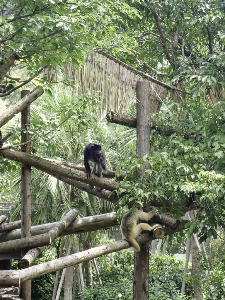 黑吼猴家族終於在近期正式與大家見面。（台北市立動物園提供）