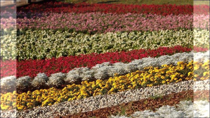  竹子湖海芋、繡球花海盛大登場。（圖／臺北市政府工務局公園路燈工程管理處提供）