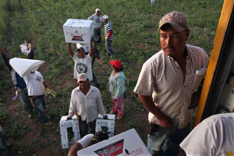 Trabajadores sin documentos en el sector de la agricultura. Getty Images.