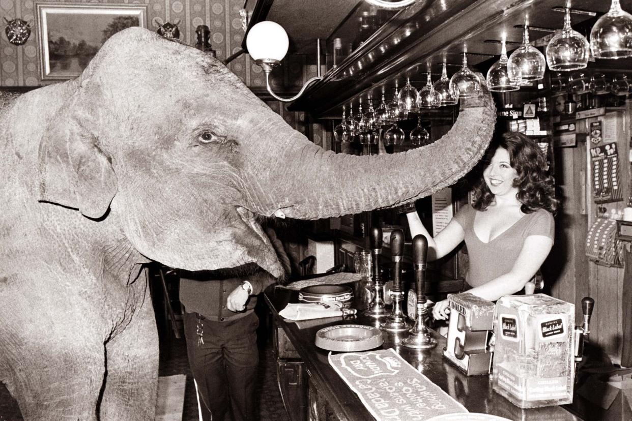 An elephant puts in his regular order at the pub. 1971.