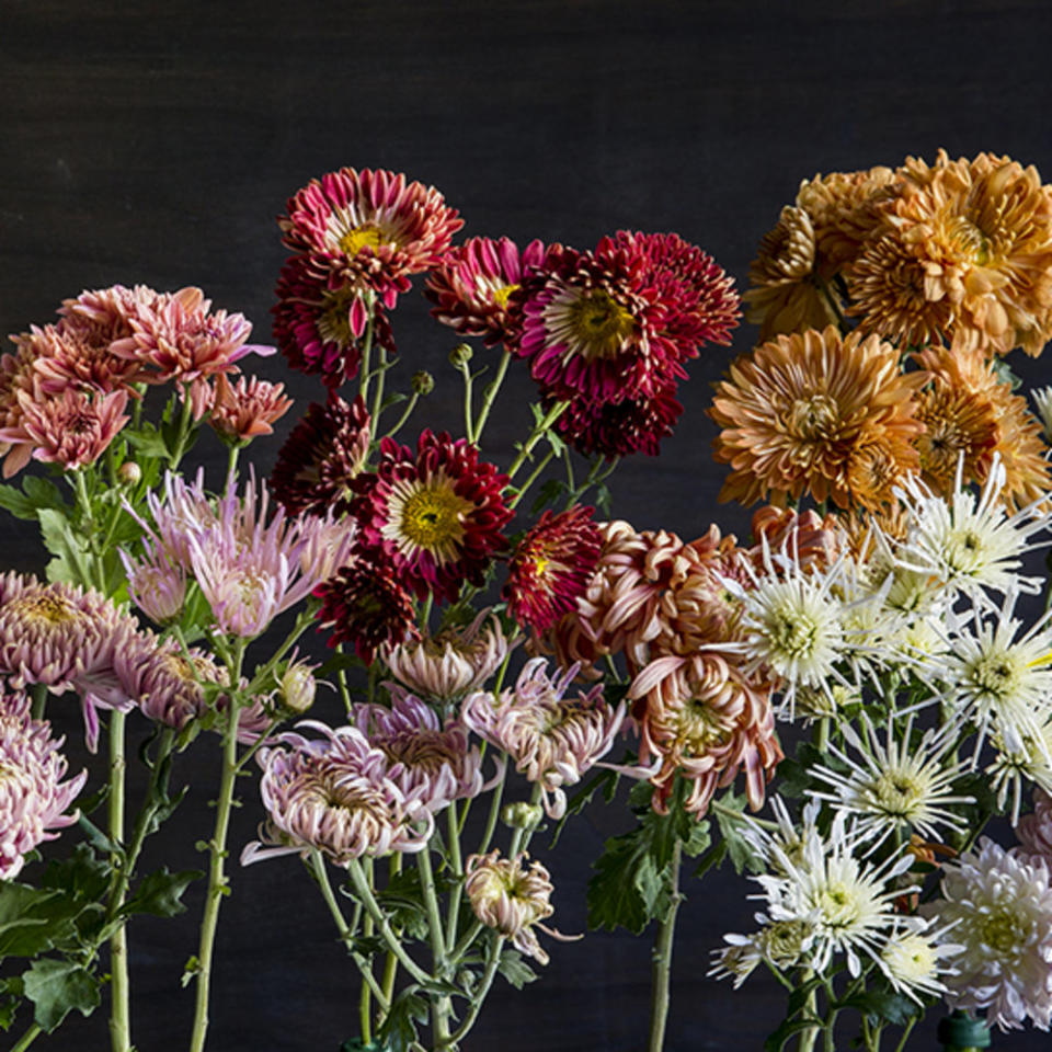 <p>Get a late-season dose of beauty from autumn’s most reliable flower</p>