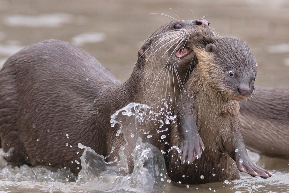 <p>"A smooth-coated otter 'bit' its baby otter to bring it back to and fro for swimming lesson," the photographer shares.</p>