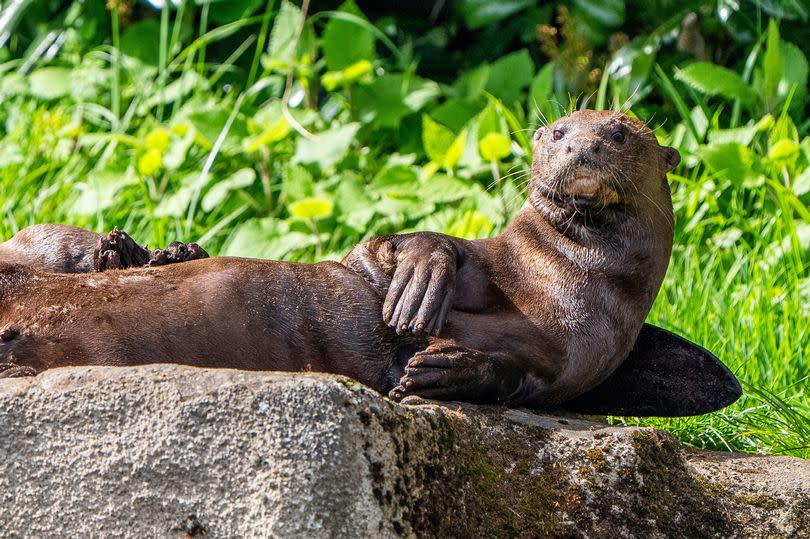 Three-year-old male giant otter, Manú, has travelled more than a thousand miles from Budapest Zoo after being chosen as the perfect genetic match for Chester Zoo’s Tibiri.