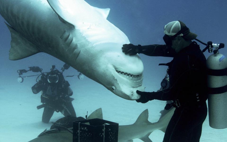 File image of a massive tiger shark being stroked by a diver - Eli Martinez/ Magnus News Agency
