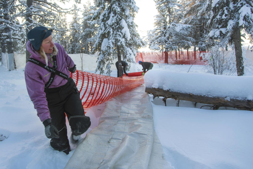 In this Tuesday, Nov. 26, 2019 photo, Sanna Vannar sets up a barrier in the corral outside Jokkmokk to help them load the reindeer onto a truck for transportation to the winter pastures. Global warming is threatening reindeer herding in Sweden’s arctic region as unusual weather patterns jeopardize the migrating animals’ grazing grounds, as rainfall during the winter has led to thick layers of snowy ice that blocks access to food. (AP Photo/Malin Moberg)