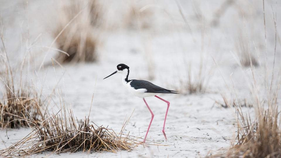 A black necked stilt feeds at the J.N. ÒDingÓ  Darling National Wildlife RefugeÕs Bailey Tract  recently.  It is nesting season for wading birds in Southwest Florida. 