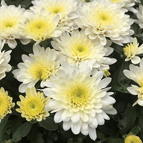 White Chrysanthemum Plant Live for Gardening Outdoor, Planting Ornaments Perennial Garden Simple to Grow Pots Gifts