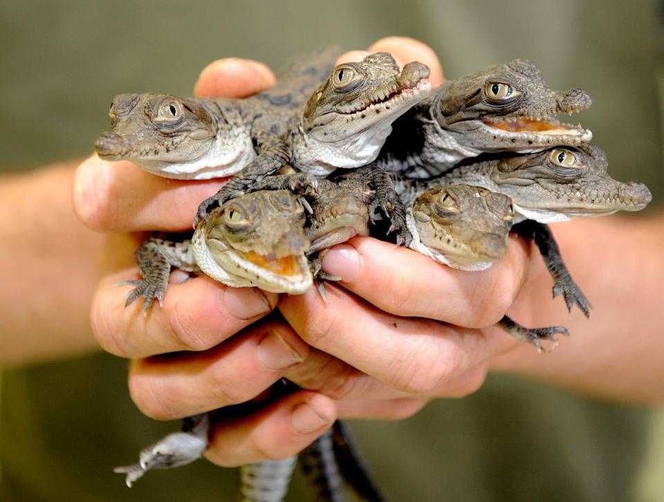 Crocodiles thrive outside Florida Power & Light's Turkey Point nuclear plant.