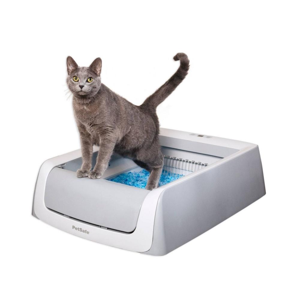 gray cat standing in a self cleaning litter box