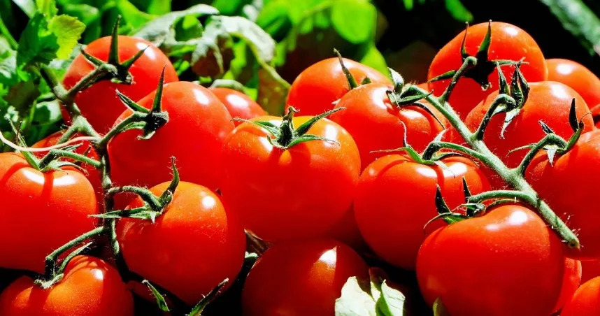 大番茄並非水果，竟然要被歸類到蔬菜。（示意圖／翻攝自pixabay）