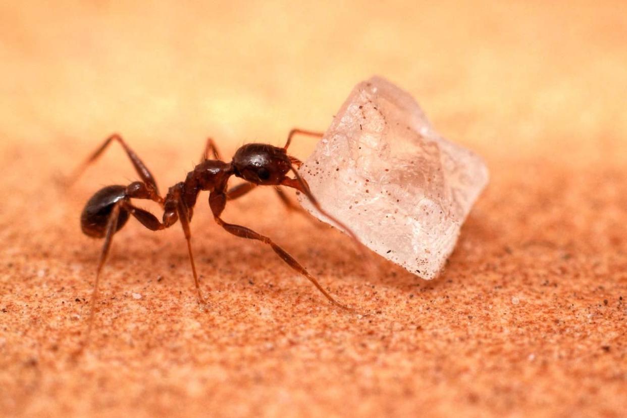 How To Get Rid of Sugar Ants