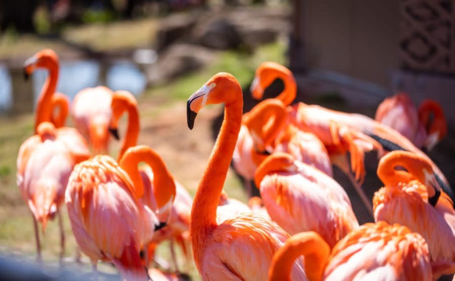 Flamingos. Image courtesy Oklahoma City Zoo.