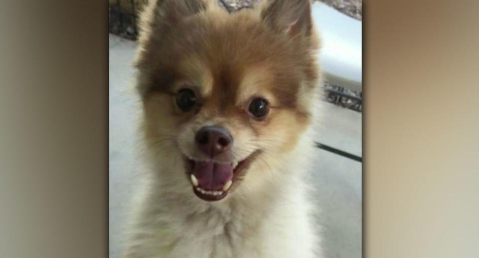 Alejandro, a Pomeranian, was found dead during a layover in Detroit on Wednesday. Source: CBS New York