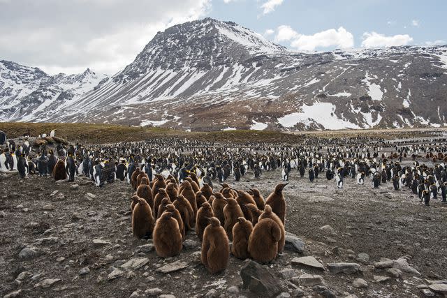 <p>Luc Hardy/Getty Images</p> King penguins in St Andrews Bay, South Georgia.