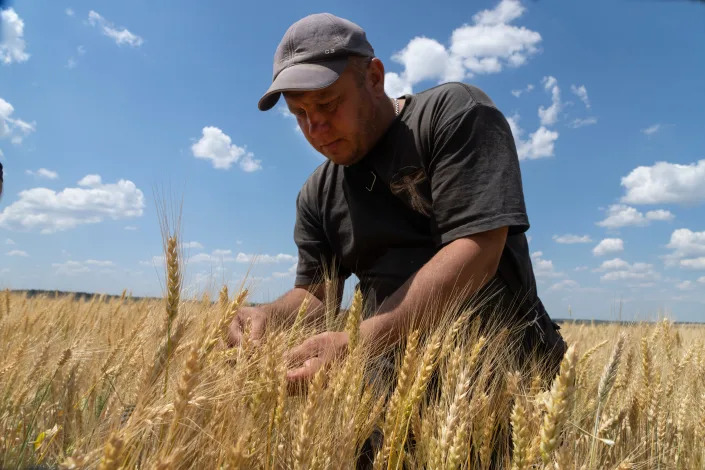 Farmer Andriy Zubko checks wheat ripeness on a field in Donetsk region, Ukraine, Tuesday, June 21, 2022. Russian hostilities in Ukraine are preventing grain from leaving the &quot;breadbasket of the world&quot; and making food more expensive across the globe, threatening to worsen shortages, hunger and political instability in developing countries.