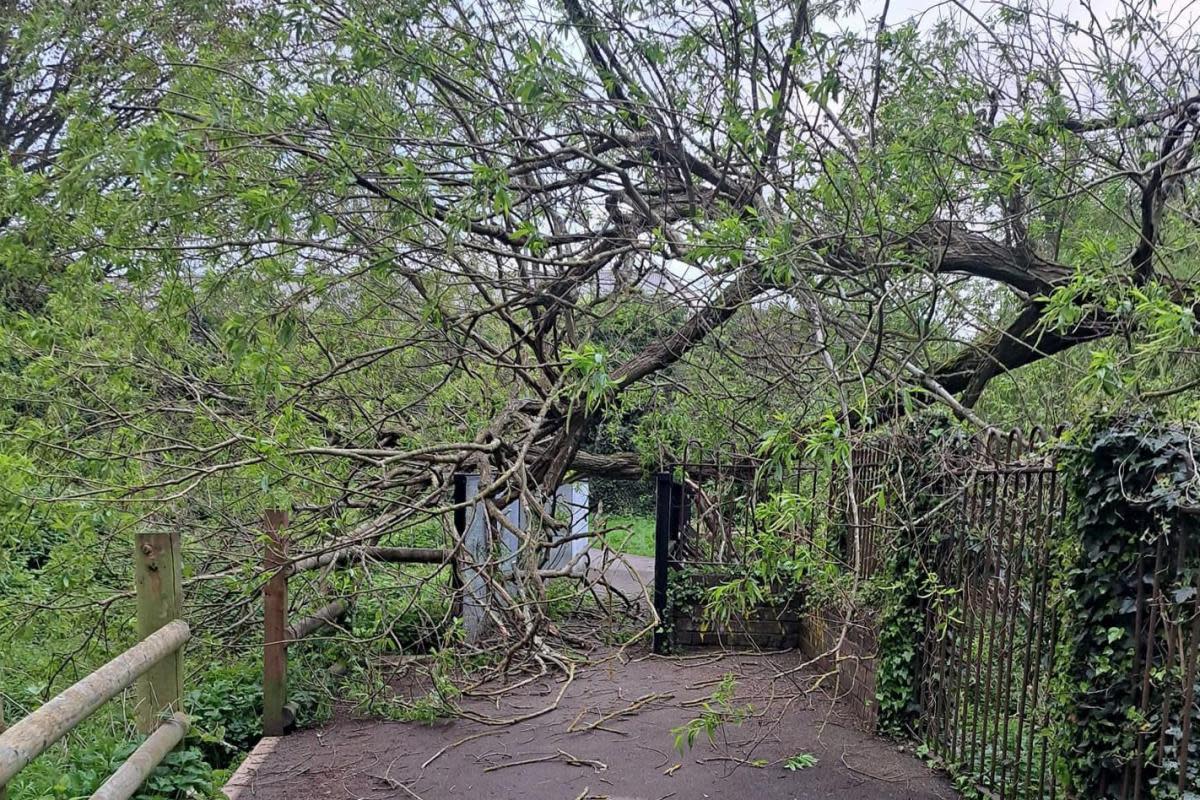 Meco Alley remains closed due to a fallen tree <i>(Image: WCC)</i>