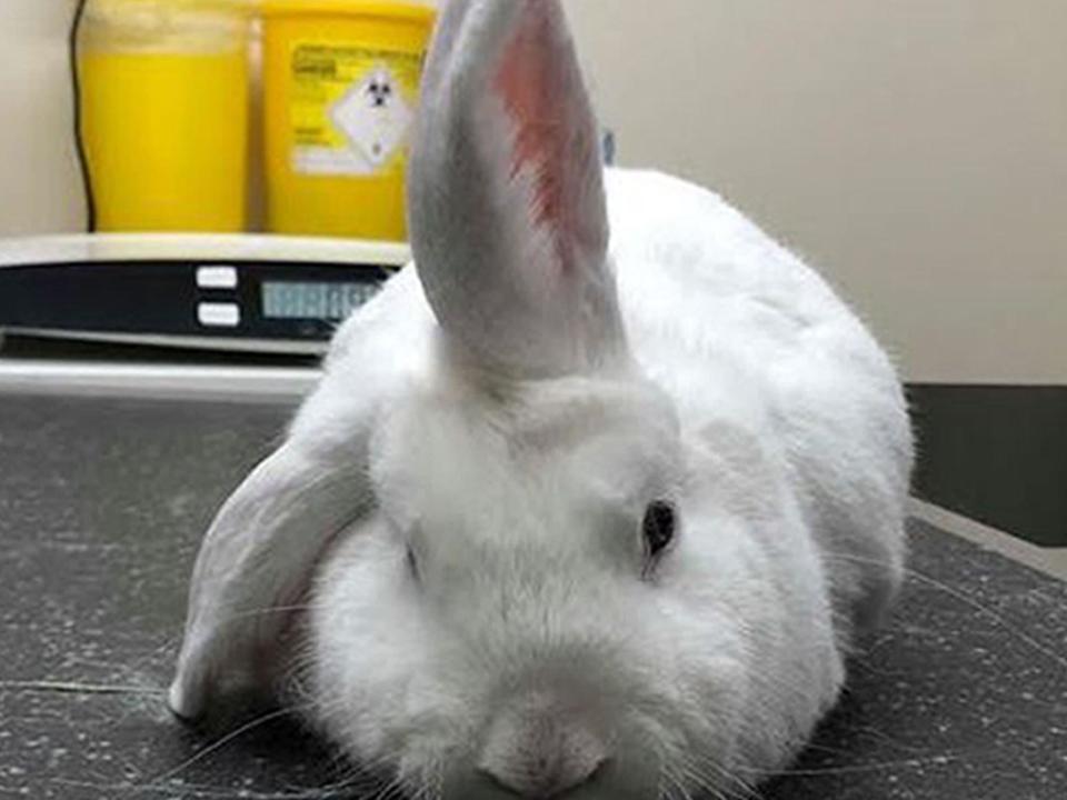 Wonky the lop-eared rabbit,: PA