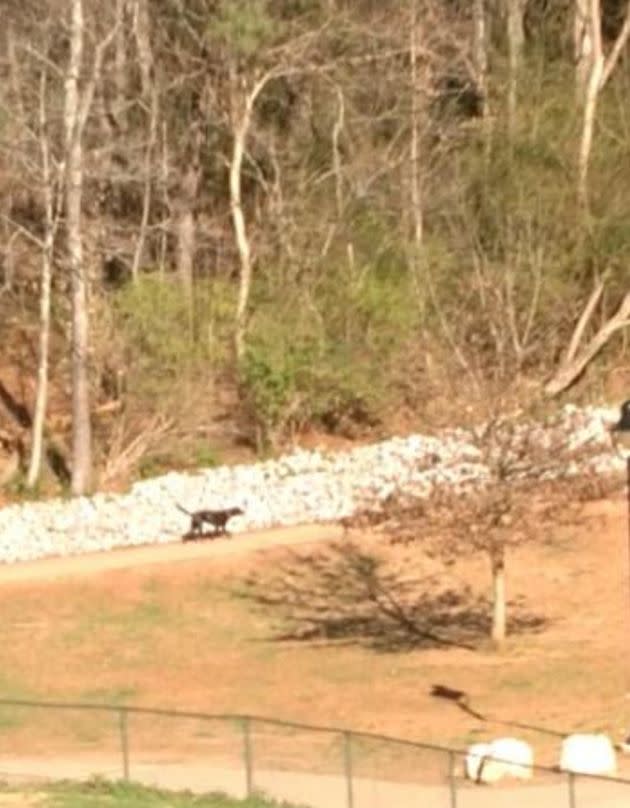 A photo the author took at the Farragut Dog Park in Knoxville, Tennessee, where she witnessed her husband with another woman. (Photo: Courtesy of Dr. Samantha Gray)