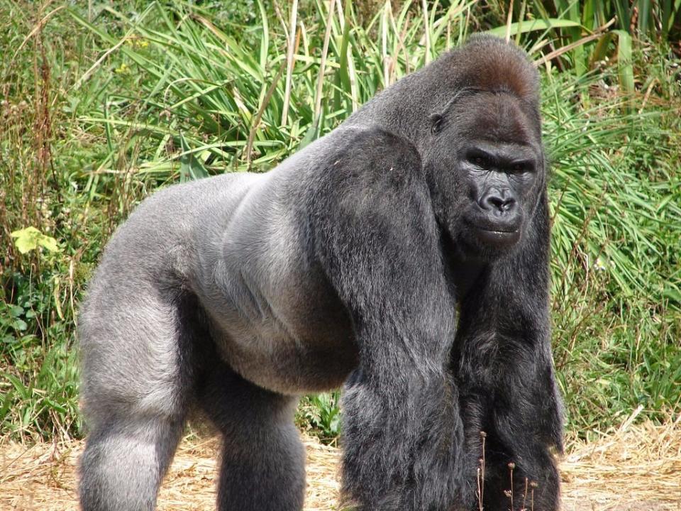 gorilla primate