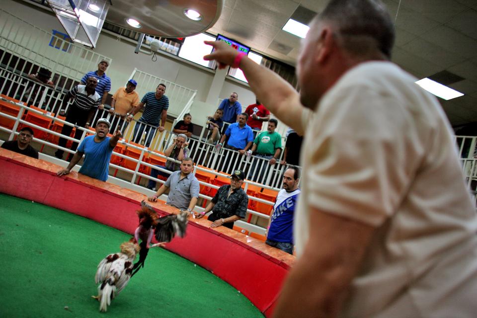 In this Friday, July 6 2012 photo, people shout out bets as a cockfight get underway at Las Palmas, a government-sponsored cockfighting club in Bayamon, Puerto Rico. The island territory’s government is battling to keep the blood sport alive, as many matches go underground to avoid fees and admission charges levied by official clubs. Although long in place, those costs have since become overly burdensome for some as the island endures a fourth year of economic crisis. (AP Photo/Ricardo Arduengo)