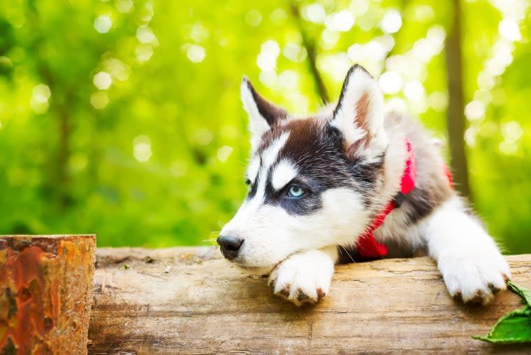 Siberian Husky Puppy Rescued From Hot Car at Casino Finds Forever Home