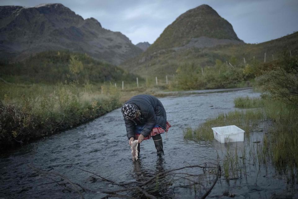 A Sami herder woman cleans out reindeer intestins in a stream before cooking them, as they travel alongside several hundred reindeer to herd them to their winter pastures, in Reinfjord, in Northern Norway, on September 15, 2023. (Photo by Olivier MORIN / AFP) (Photo by OLIVIER MORIN/AFP via Getty Images)