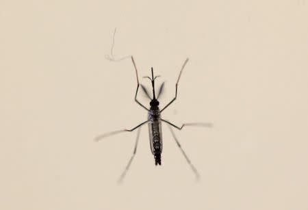 An Aedes aegypti mosquito is seen at the Laboratory of Entomology and Ecology of the Dengue Branch of the U.S. Centers for Disease Control and Prevention in San Juan, Puerto Rico, in this March 6, 2016 file photo. REUTERS/Alvin Baez/Files