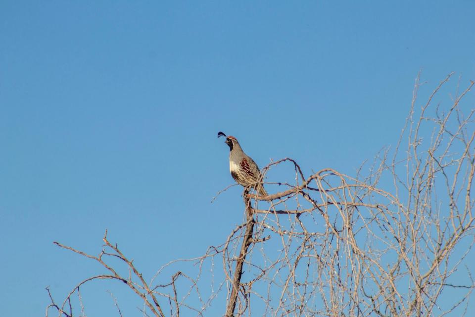 A Gambel’s quail roo sits atop a tree overlooking the Rio Bosque Park. The changes to the Rio Grande made in the 20th century transformed the landscape, meaning the river has lost as much as 93% of its wetlands habitats.