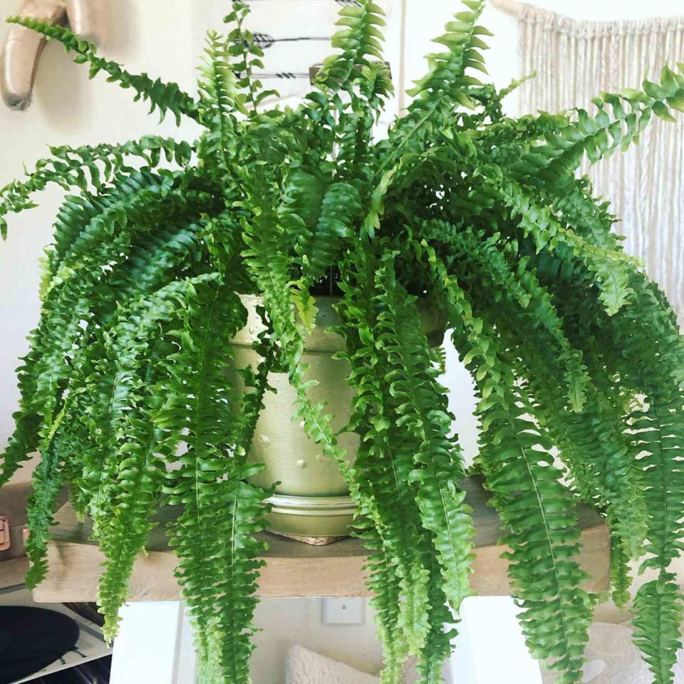 Boston Fern