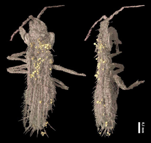 A synchrotron X-ray image of the specimen of <em>Gymnospollisthrips minor</em>, showing the pollen grains (yellow) covering its body.