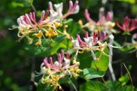 <p>Grown for their showy fragrant flowers, loniceras (also known as honeysuckles) are brilliant for hedging or topiary pieces. The <a href="https://www.housebeautiful.com/uk/decorate/walls/g37720148/trending-autumn-paint-colours/" rel="nofollow noopener" target="_blank" data-ylk="slk:colour;elm:context_link;itc:0;sec:content-canvas" class="link ">colour</a> will bring a smile to your face, while the bees visiting will add more interest to your garden. </p><p><a class="link " href="https://www.waitrosegarden.com/plants/_/lonicera-japonica-halliana/classid.1678/" rel="nofollow noopener" target="_blank" data-ylk="slk:BUY NOW VIA WAITROSE GARDEN;elm:context_link;itc:0;sec:content-canvas">BUY NOW VIA WAITROSE GARDEN</a></p>