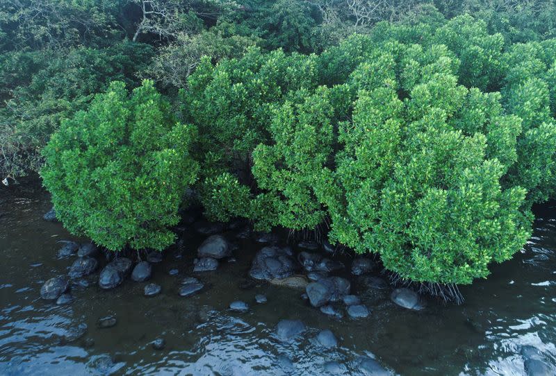 Oil from the bulk carrier ship MV Wakashio that ran aground on a reef, at Riviere des Creoles