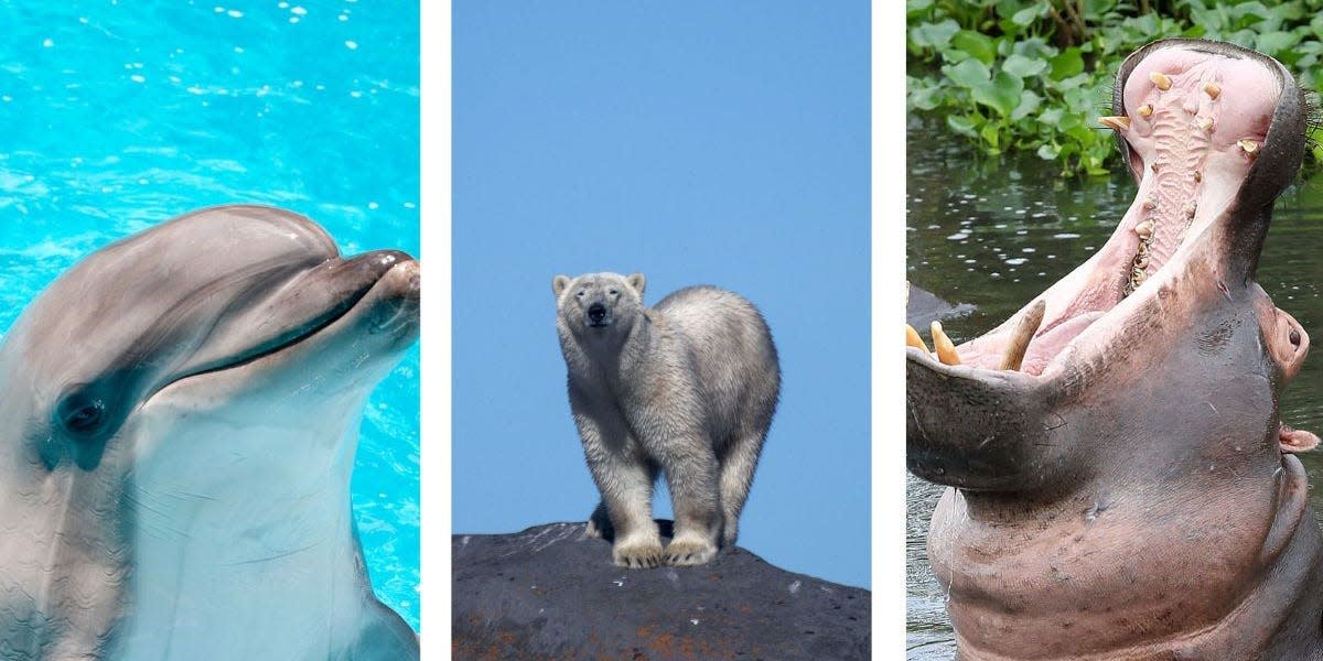 Left to right: Dolphin, Polar Bear, Hippopotamus
