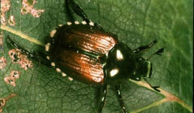 The City of Vancouver is trying to prevent the Japanese beetle from spreading. It eats the leaves of plants and can kill them. (Canadian Food Inspection Agency - image credit)