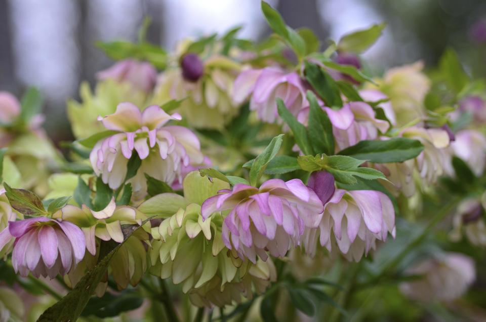 Hellebores do not need to be divided as other perennials require.