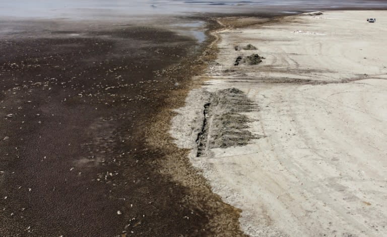 Miles de peces muertos flotan en la Laguna de Bustillos, cerca de Anahuac, en el estado mexicano de Chihuahua, el 12 de junio de 2024, junto a un foso cavado para enterrarlos (Alex Arzaga)