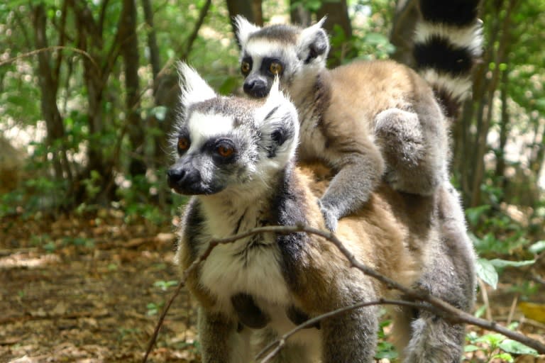 Madagascar is a biodiversity hotspot, meaning it has a large population of species that cannot be found anywhere else (AFP/Archives - Janine HAIDAR)