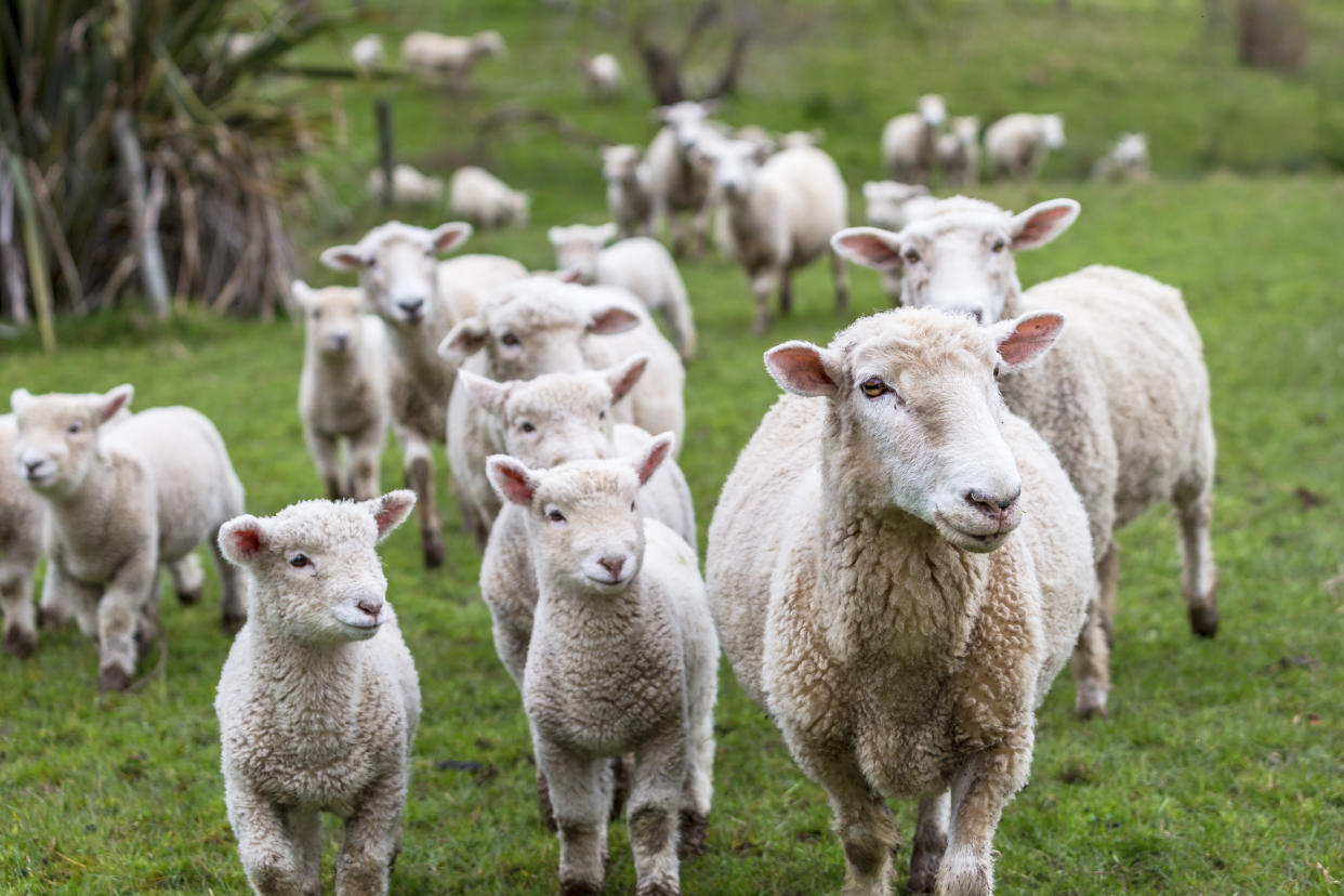 Lambs and sheep green grass