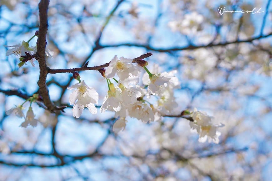 台中后里｜中科崴立櫻花公園