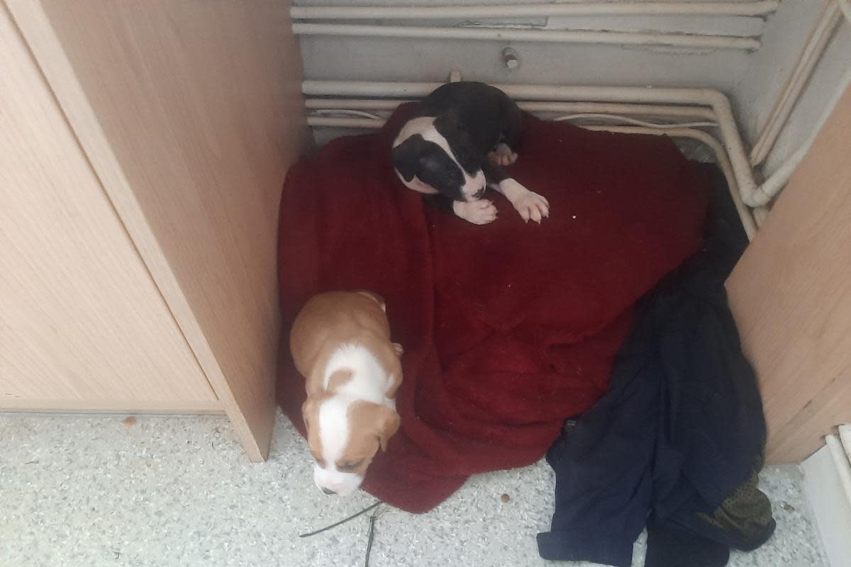Puppies recovered from property in Ringwood <i>(Image: Ringwood Police)</i>