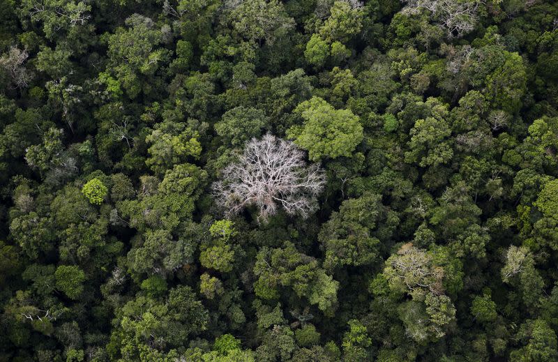 FILE PHOTO: An aerial view shows the Amazon rainforest at the Bom Futuro National Forest near Rio Pardo