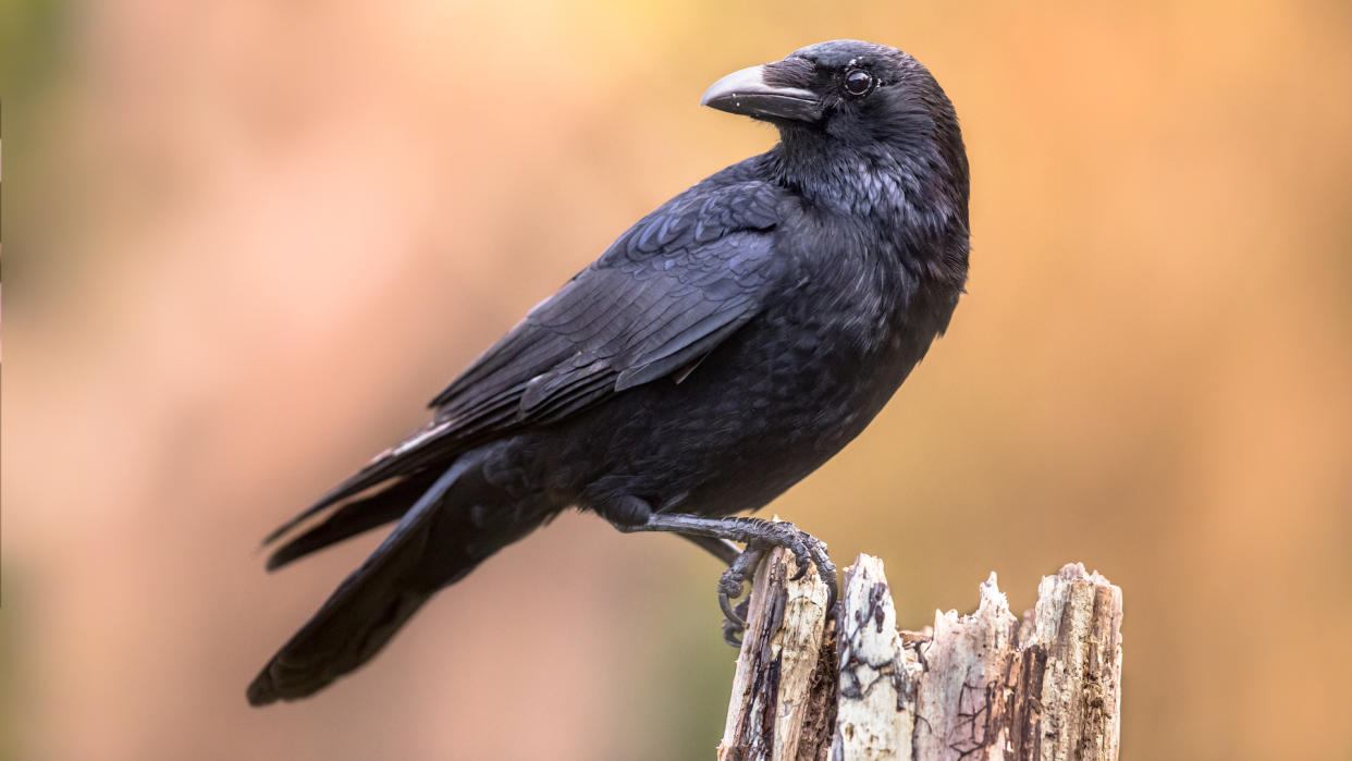  A photograph of a carrion crow perched on a log. 